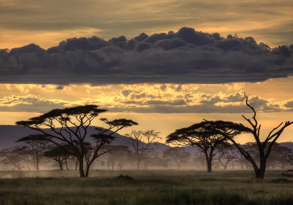 Buonasera Tanzania