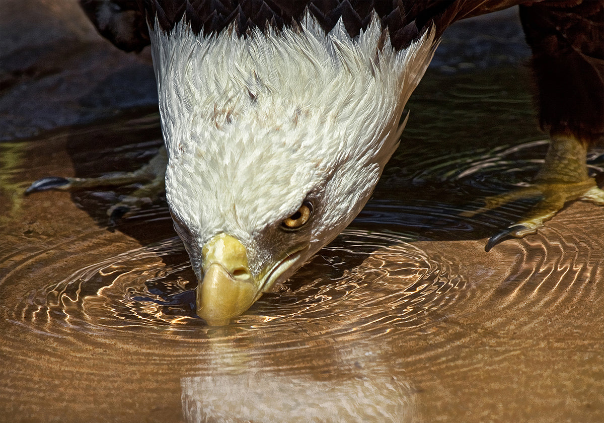 Poster di bevanda fresca in una giornata calda