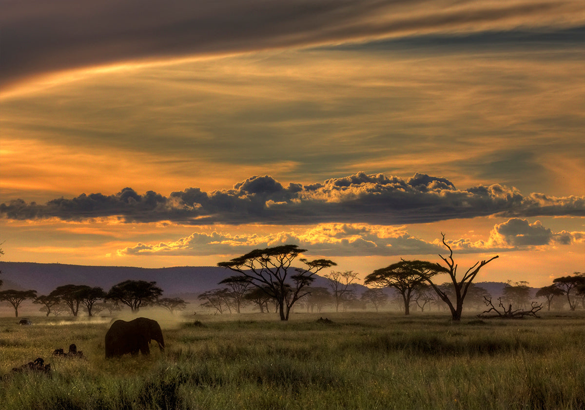 Manifesto dell'Africa