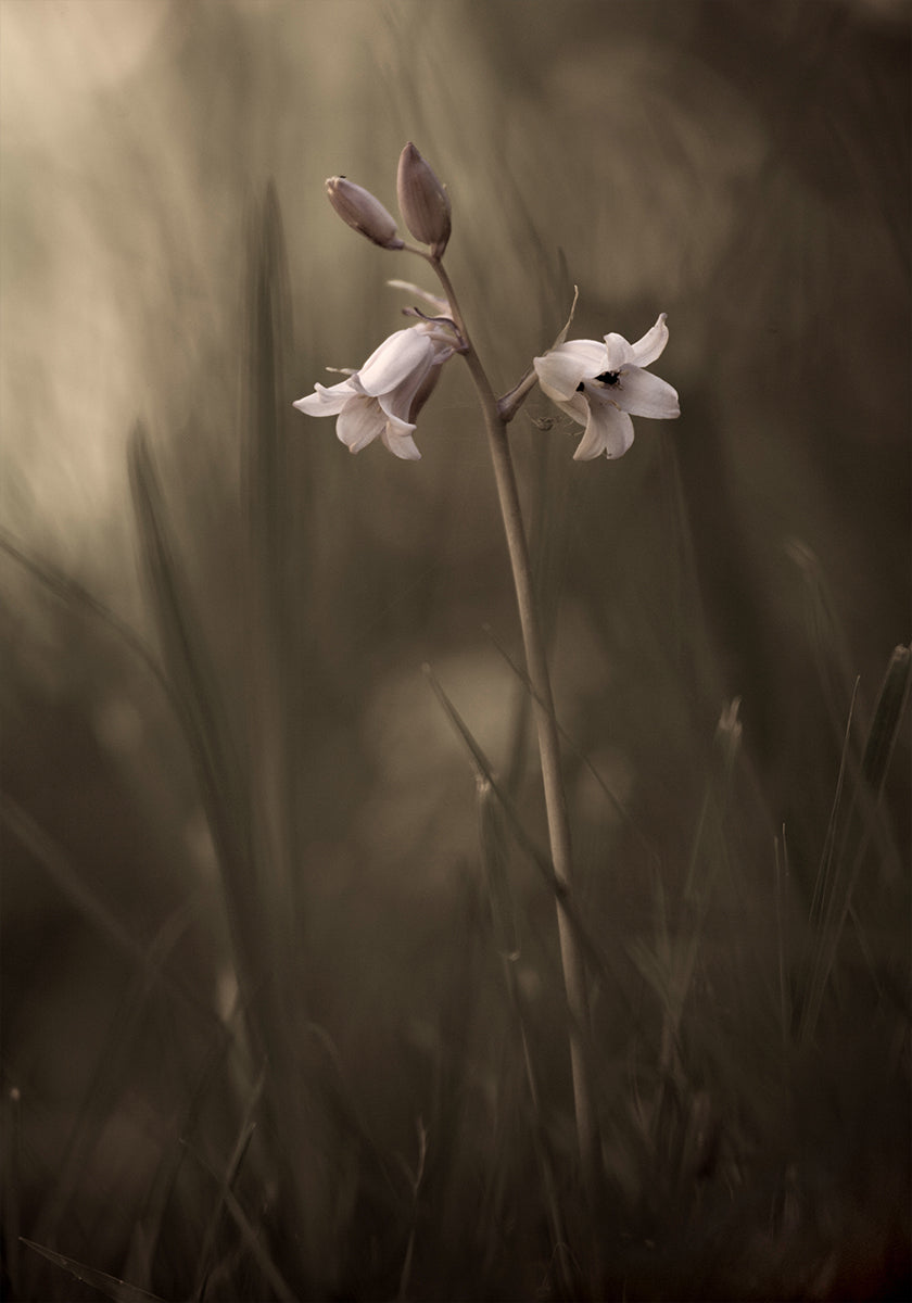Un piccolo fiore sul terreno Poster
