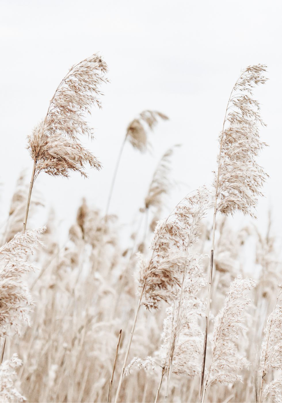 Poster Boho di fiori secchi - Posterbox.no