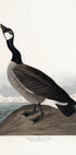 Hutchins's Barnacle Goose From Birds of America (1827) (NEW) - Posterbox