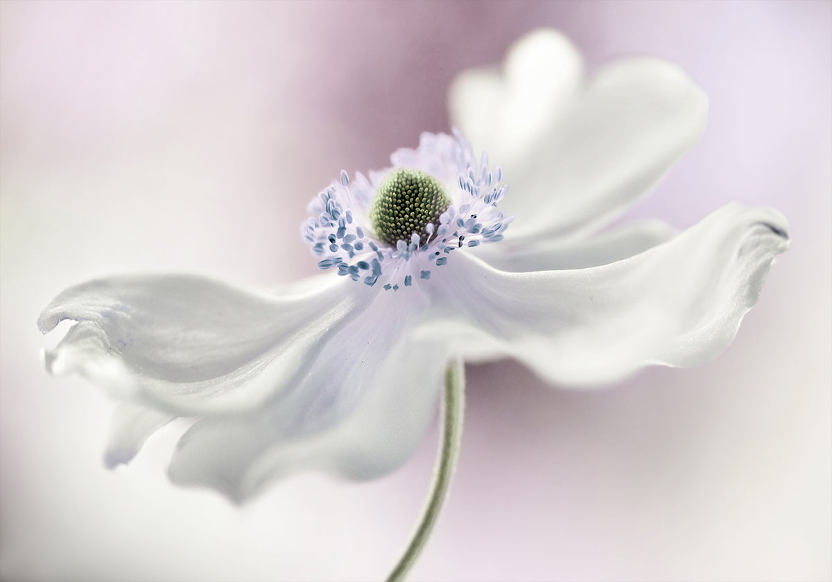 Poster di brezza di anemone
