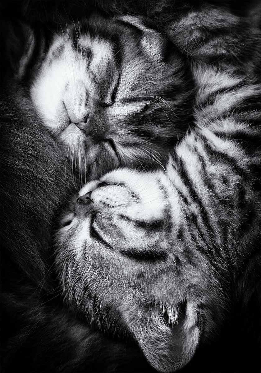 Yin e Yang