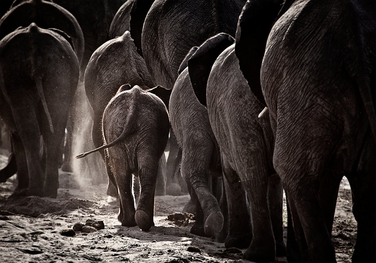 Camminando verso casa