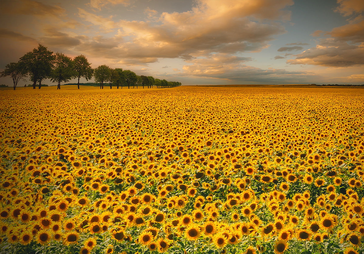 Girasoli