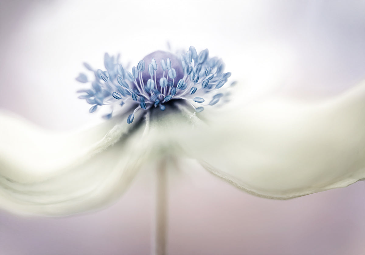 anemone Poster