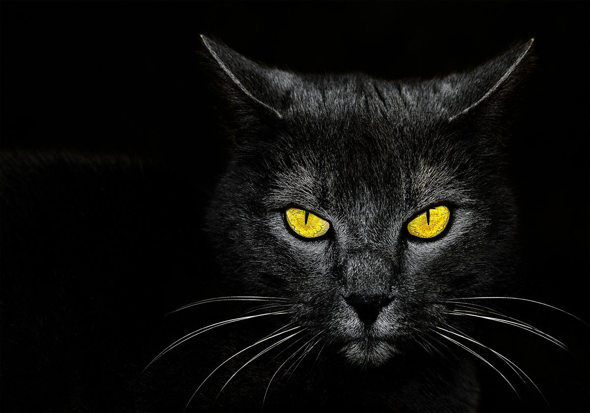 Manifesto del gatto nero