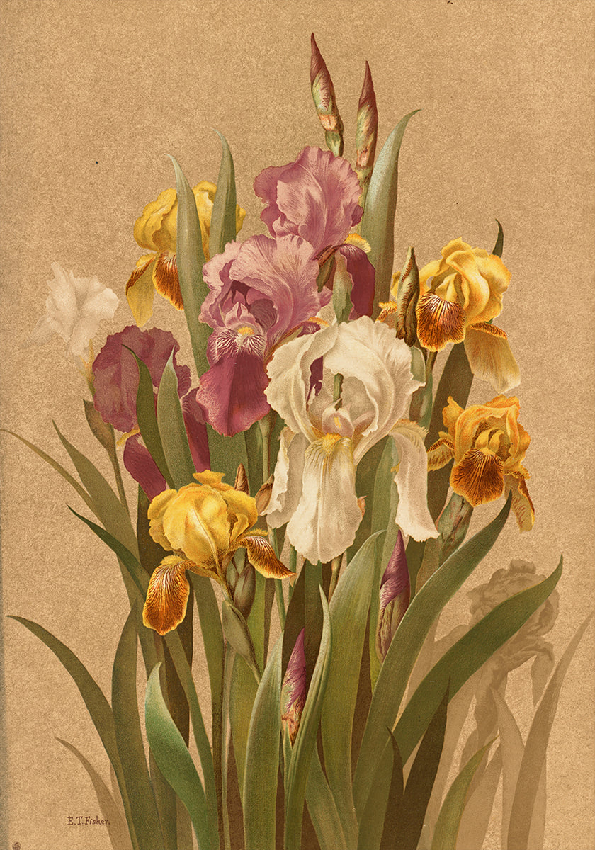 Fleur De Lis, No. 3 (NEW) - Posterbox