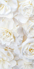 White Rose Buds Plakat - Posterbox.no