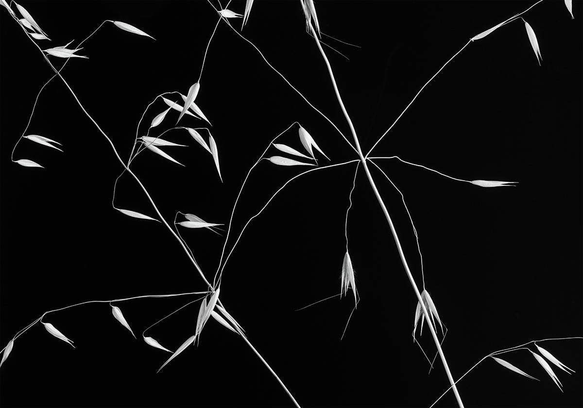 Linee incrociate