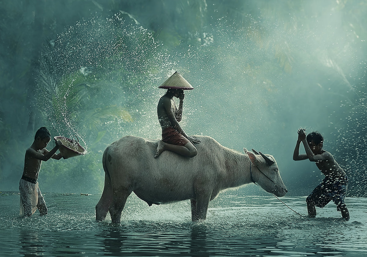 Bufalo d'acqua