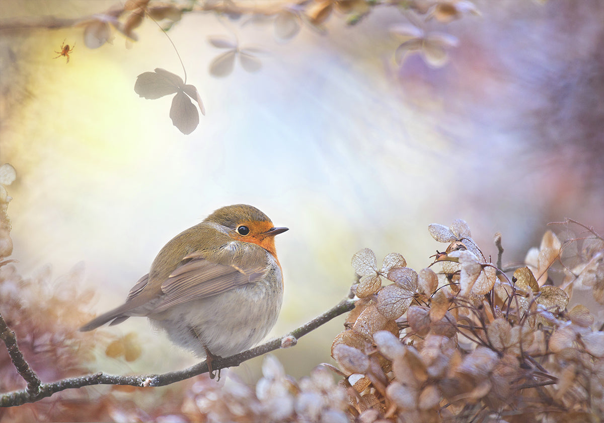 Robin sui sogni