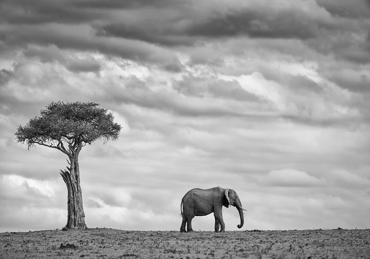 Paesaggio dell'elefante