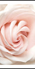 Rose Flower Plakat - Posterbox.no