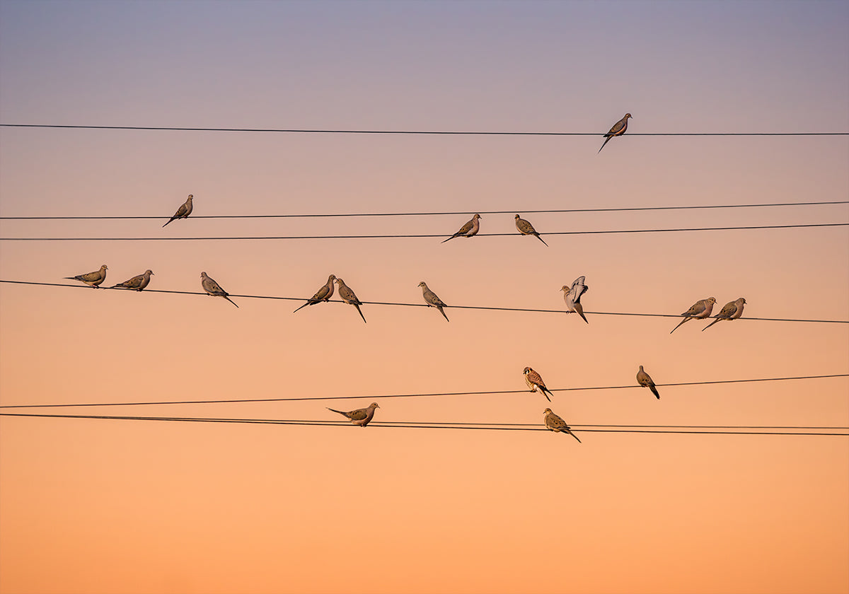 Musica di luce