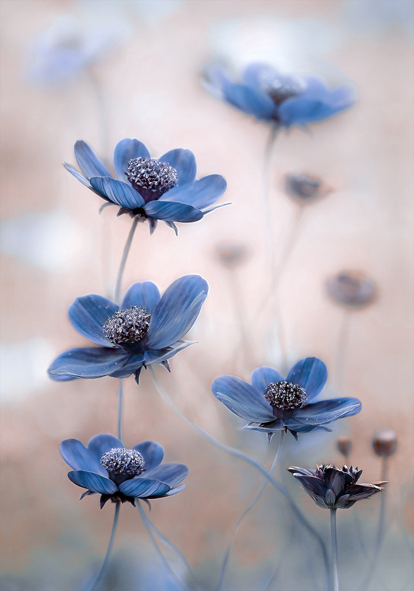 Blu cosmo