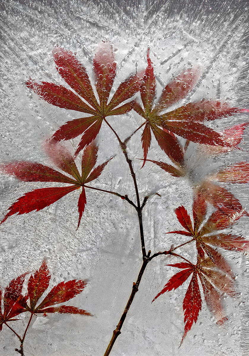 acero rosso
