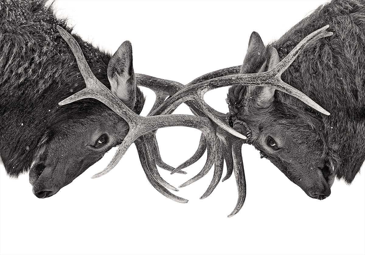 Eye to Eye - Poster di lotta con gli alci