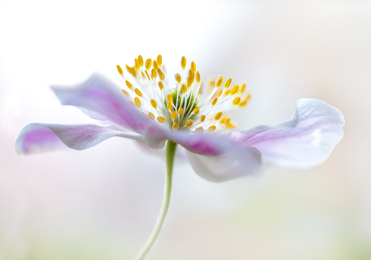 Anemone di legno