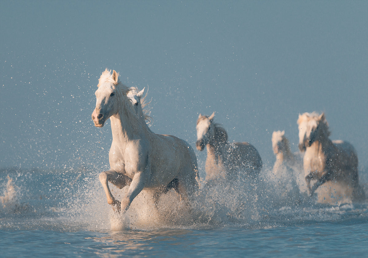 Manifesto degli Angeli della Camargue