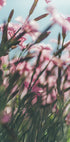 Una vista ravvicinata di un campo di vivaci fiori rosa, con i delicati petali e steli che creano un senso di profondità e movimento.