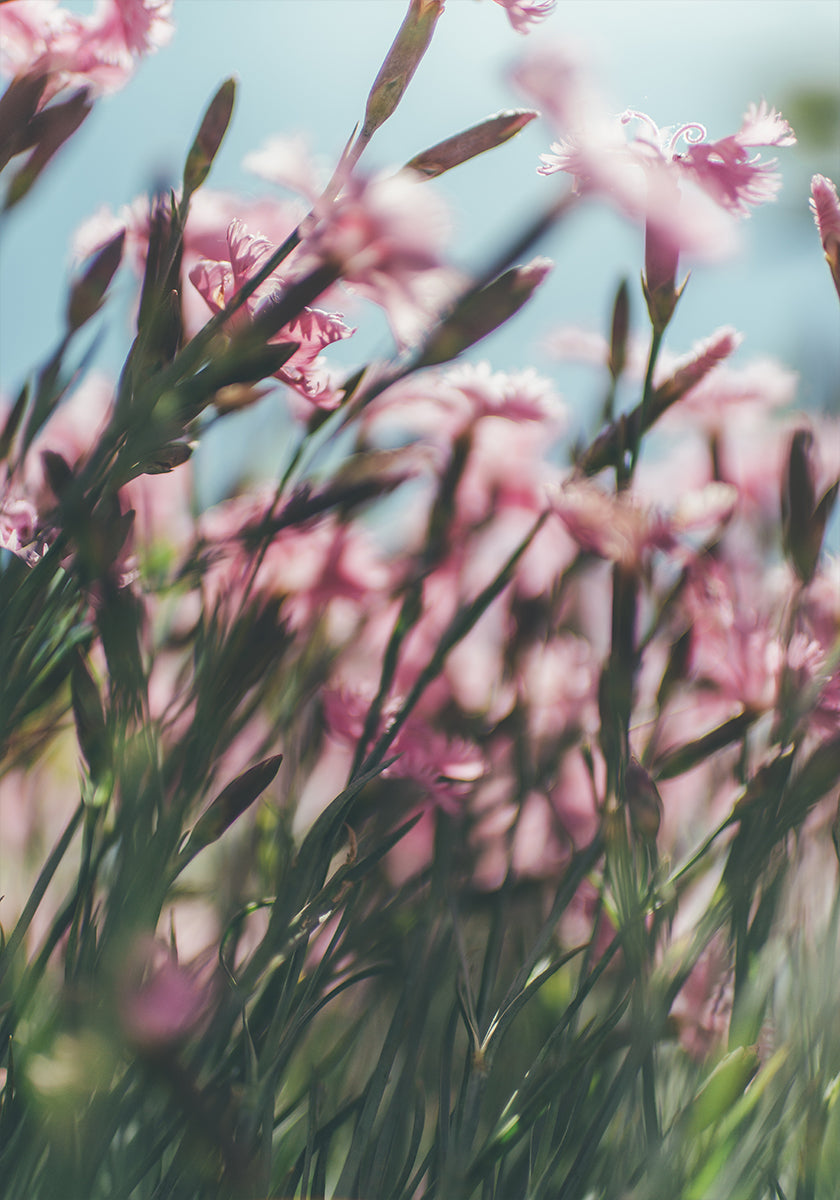Una vista ravvicinata di un campo di vivaci fiori rosa, con i delicati petali e steli che creano un senso di profondità e movimento.