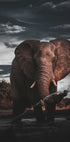 African Elephant Plakat - Posterbox.dk
