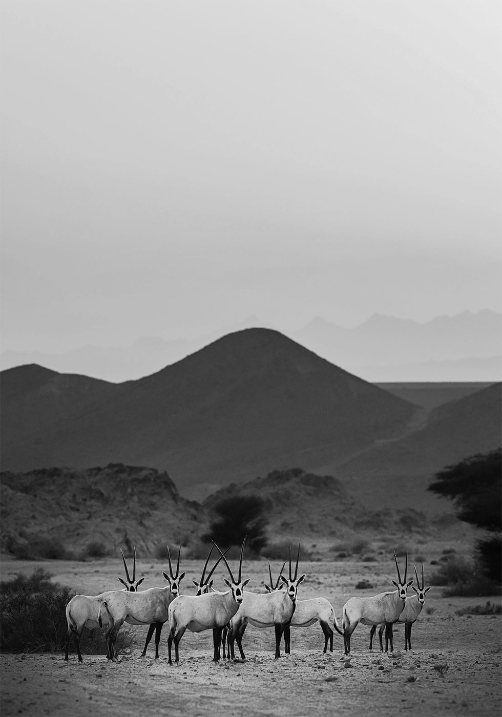 Arabian Oryx Walk The Sands Plakat - Posterbox.dk