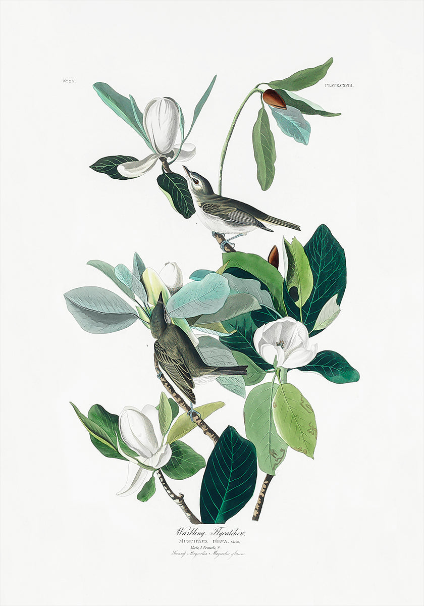 Pigliamosche gorgheggiante di Birds of America (1827) Poster
