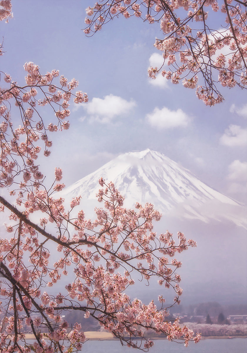 Poster del Monte Fuji tra i fiori di ciliegio