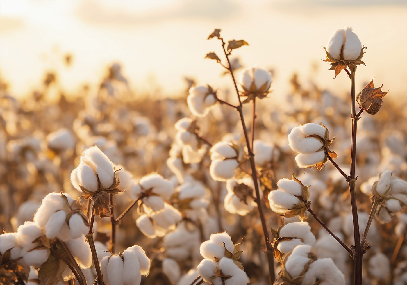 Poster di fiori di cotone al tramonto