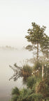 Foggy Summer Morning Plakat - Posterbox.dk