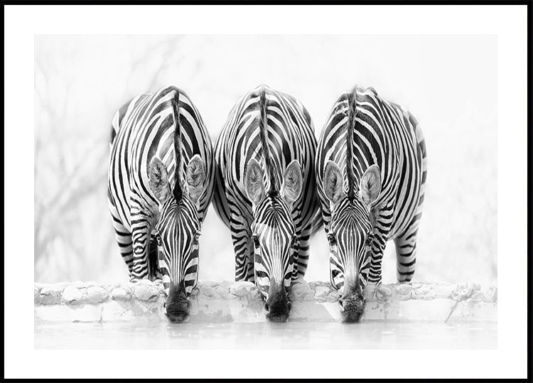Il manifesto di Zebra