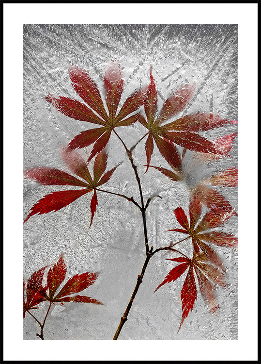 acero rosso
