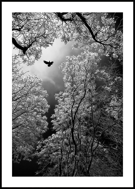 Volo