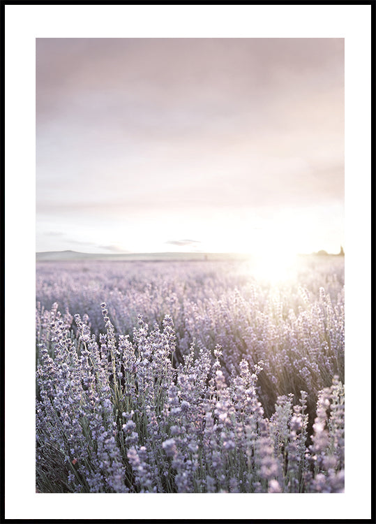 Sunset Over Lavender Fields Plakat - Posterbox.dk