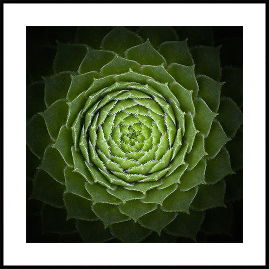Manifesto succulento