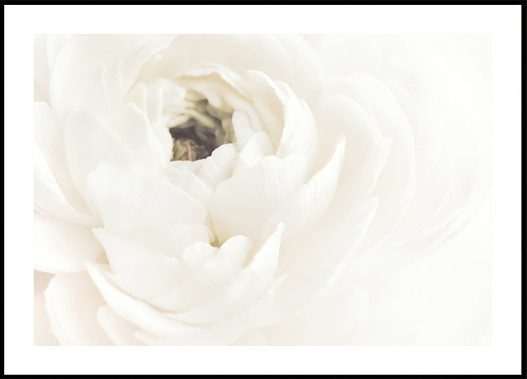 Poster di fiori bianchi