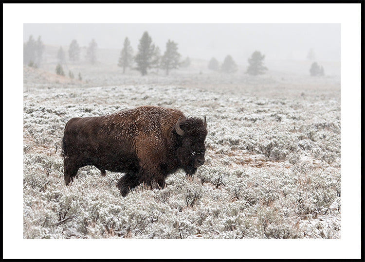 Tardo autunno Yellowstone