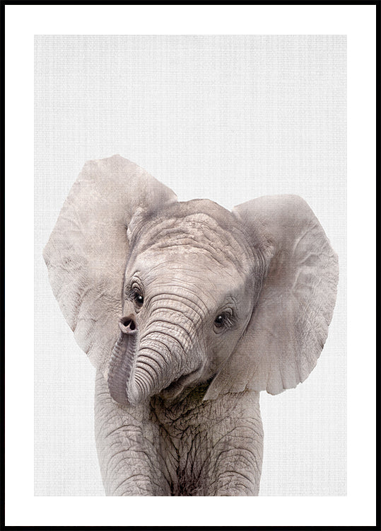 Poster del cucciolo di elefante Peekaboo