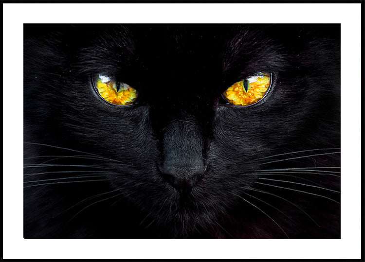 L'ipnotizzatore della notte