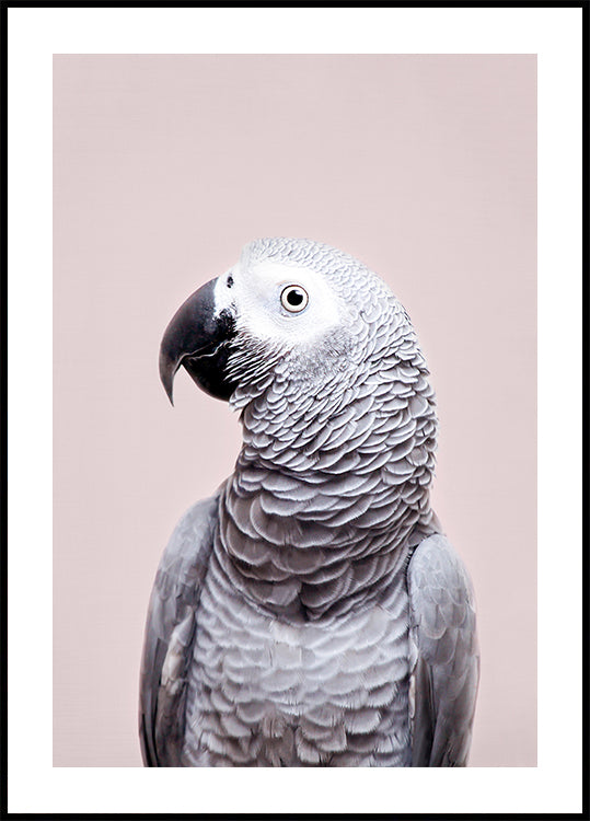 Grigio africano
