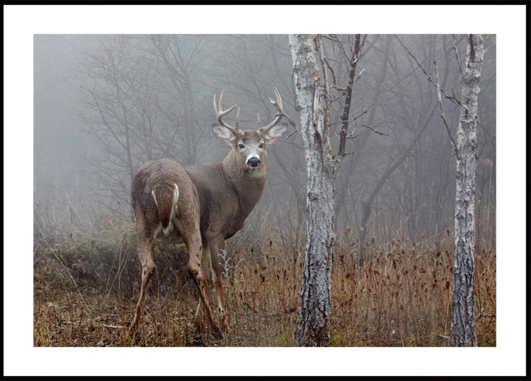 Poster di Buck dalla coda bianca - Nella nebbia autunnale