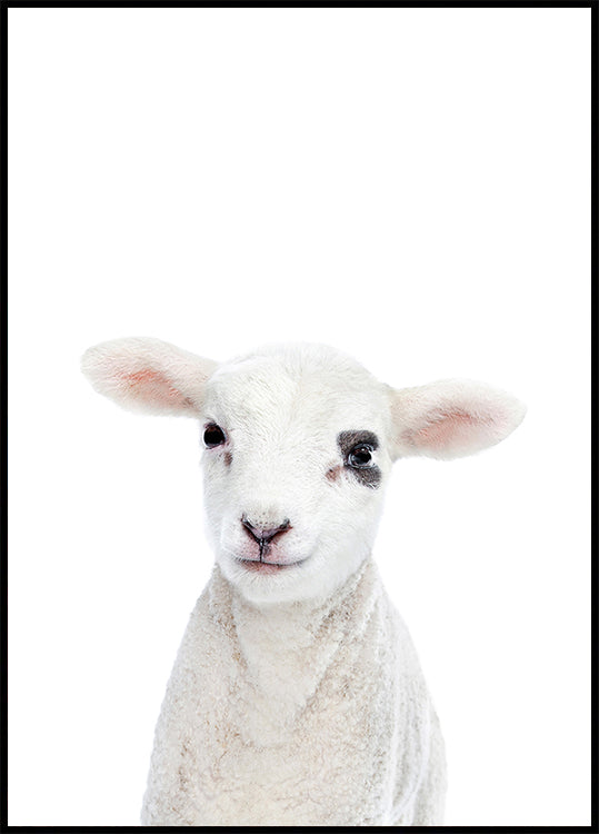 Agnello