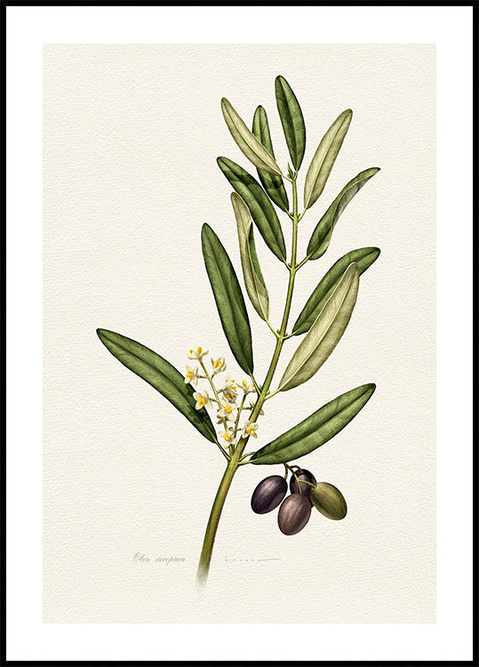 Olea Europaea (NEW) - Posterbox