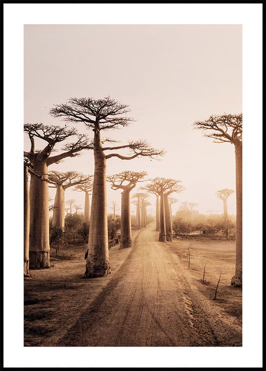 Poster di alberi di baobab al tramonto