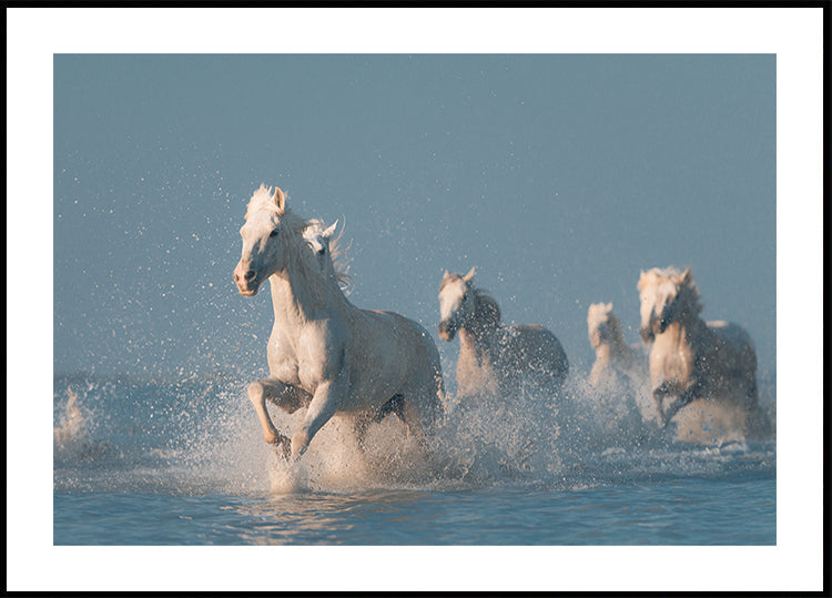 Manifesto degli Angeli della Camargue