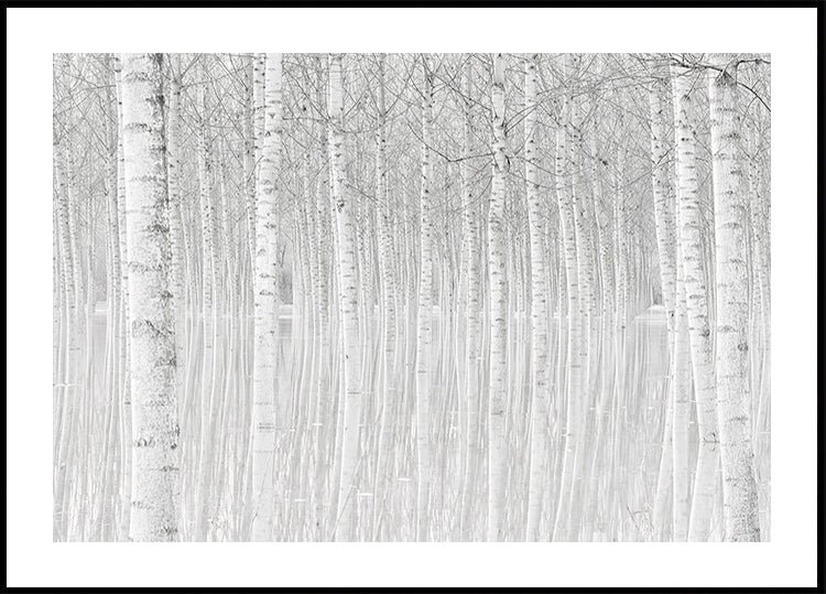 Alberi