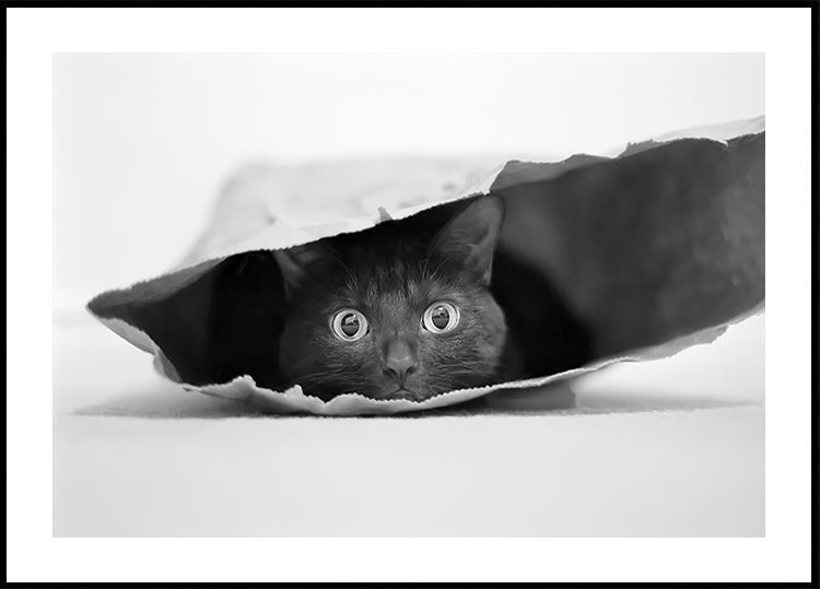 Poster Gatto in una borsa